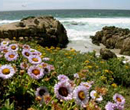 ocean rocky coast  with purple flowers